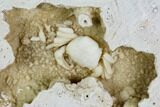 Fossil Crab (Potamon) Preserved in Travertine - Turkey #121370-2